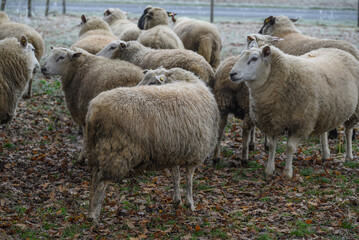 Naklejka na ściany i meble Schafe an einem frostigen Morgen im Münsterland