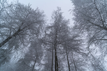 Winter panorama with frozen trees in a misty forest