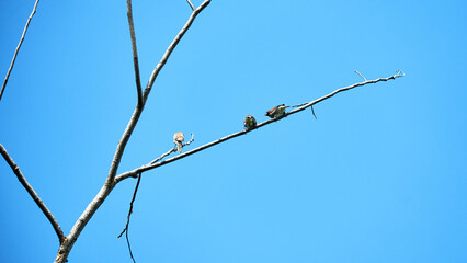 finches or sparrows perched on leafless tree branches