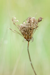 Plants flowers and trees, natural nature background.