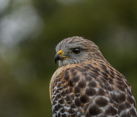 Portrait of a red shouldered hawk