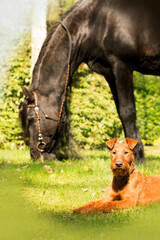 Fototapeta premium Hund - Irish Terrier liegt vor grasendem Friesen Pferd 