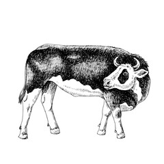 Hand drawn bull isolated on white background