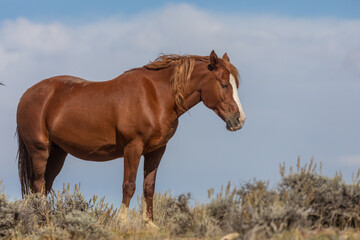 Beautiful Wild Horse in the Wyoming Desert in Autumn