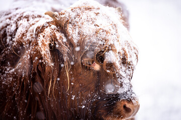Brown majestic Highland Cattle with horns on a snowfield in Germany in a cold winter in a snow storm