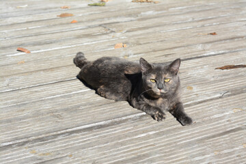 Lonely stray cat outdoors on sunny day, space for text. Homeless pet