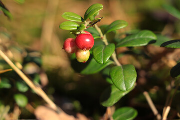 Sprig of delicious ripe red lingonberries outdoors, closeup