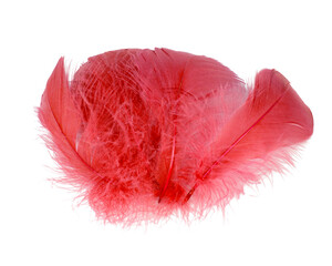 Elegant red fluffy feather isolated on the white background