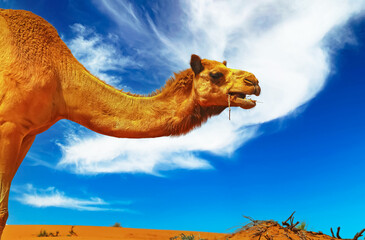 Oman arabian desert: Side view Closeup of isolated dromedary camel neck and head eating grass,  red orange sand dune, blue sky, white fluffy cloud 