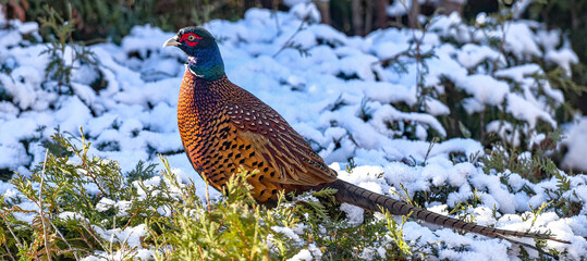 Pheasant cock on snow covered conifers - 6378