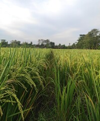 rice field