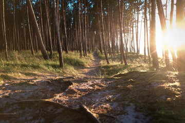 Golden hour in a forest