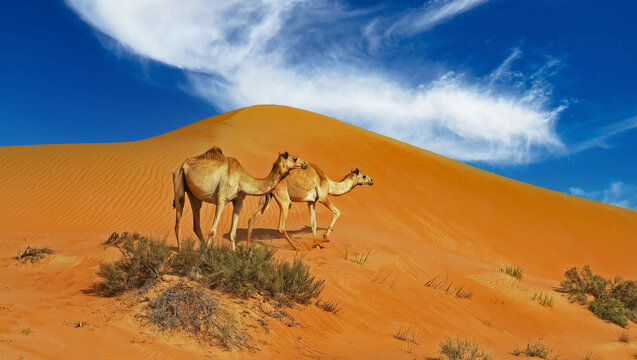 Two dromedary in isolated Oman desert
