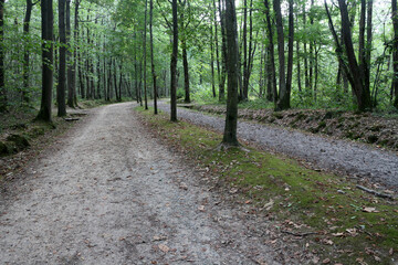 Chevincourt and Aigrefoin woods - Saint-Remy-les-Chevreuses - Yvelines - Ile-de-France- France