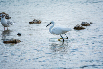 The small white heron or Little egret stands in the lake