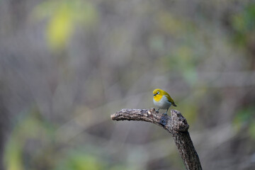 Indian or Oriental White-eye