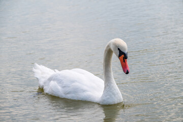 Graceful white Swan swimming in the lake, swans in the wild. Portrait of a white swan swimming on a lake.
