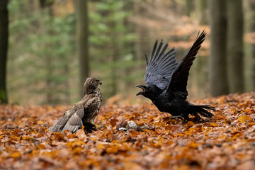 For life and death. Buzzard and Raven fight.