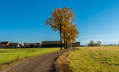 Fototapeta premium Landscape with country road between fields of grass and young wheat with oak trees in autumn, in the background farmhouses and stables over blue sky, in Sommariva Bosco po valley, Piedmont, Italy