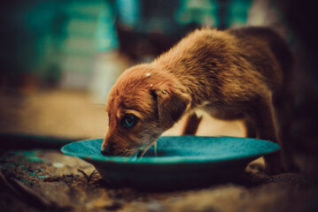 Closeup of Puppy drinking milk
