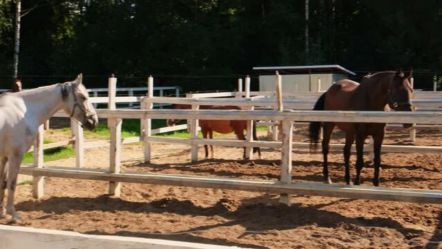 Racecourse concept. Modern animal livestock. White horse stallions in stall relaxing in training corral, farm countryside background. Horse in paddock corral outdoor. Horse in natural eco farm