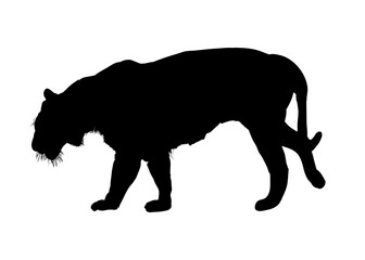  silhouette of a tiger
