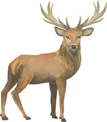 Deer. Animal sketch. Watercolor illustration. Watercolor sketch.