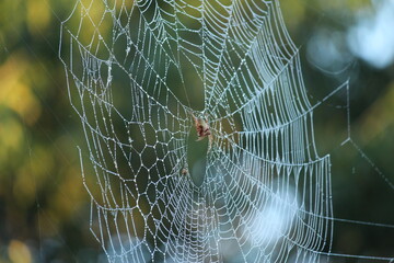 Gotas de rocio en la telaraña de una Araneidae