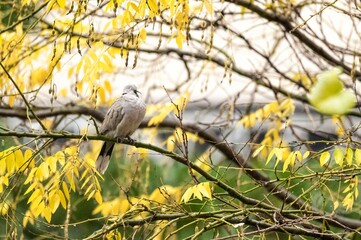 Flycatcher, bird of the family Muscicapidae perched on a tree branch on a rainy day
