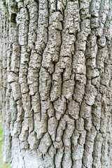 bark of a tree