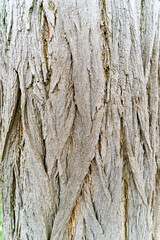Obraz premium bark of a tree