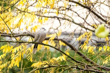 Flycatcher, bird of the family Muscicapidae perched on a tree branch on a rainy day