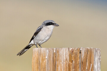 Amerikaanse Klapekster, Loggerhead Shrike, Lanius ludovicianus