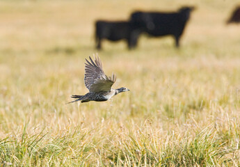 Waaierhoen, Greater Sage-Grouse, Centrocercus urophasianus