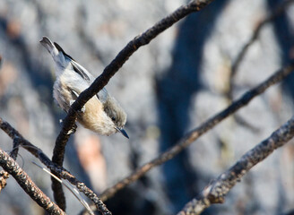 Kleine Boomklever, Pymgy Nuthatch, Sitta pygmaea