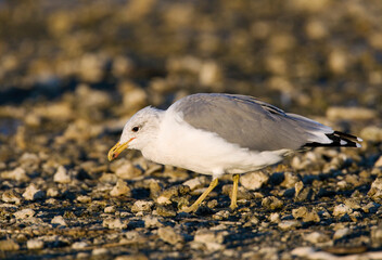 Californische Meeuw; California Gull; Larus californicu