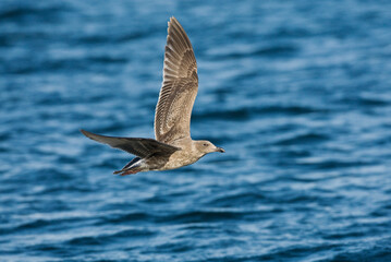 Pacifische Mantelmeeuw, Western Gull, Larus occidentalis