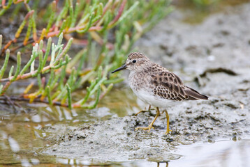 Kleinste Strandloper, Least Sandpiper, Calidris minutilla