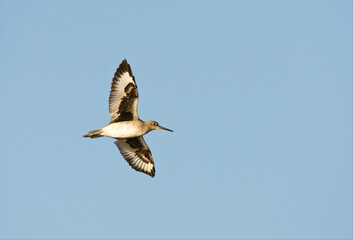 Willet, Western Willet, Catoptrophorus semipalmatus