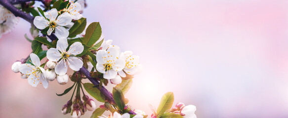 Cherry branch with flowers on a light pink background. Cherry blossoms. Copy space