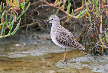 Kleinste Strandloper, Least Sandpiper, Calidris minutilla