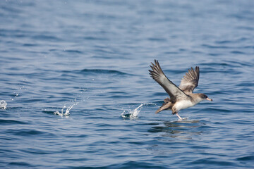 Chileense Grote Pijlstormvogel, Pink-footed Shearwater, Puffinus