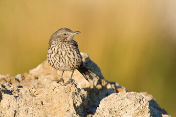 Bergspotlijster; Sage Thrasher; Oreoscoptes montanus