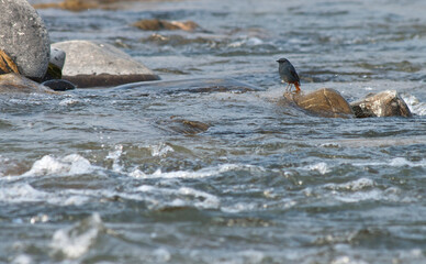 Waterroodstaart, Plumbeous Water-Redstart, Rhyacornis fuliginosa