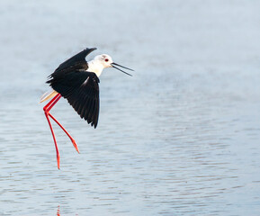 Black-winged Stilt, Himantopus himantopus