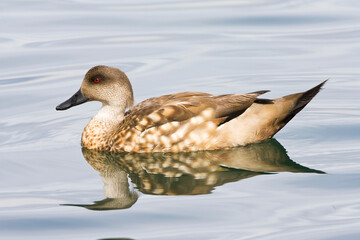 Gekuifde Eend, Crested Duck, Lophonetta specularioides