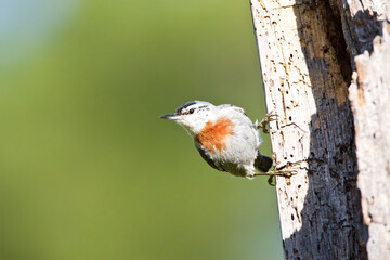 Turkse Boomklever, Kruper\'s Nuthatch, Sitta krueperi