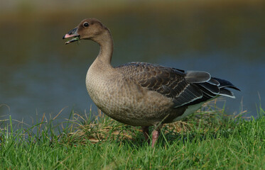 Kleine Rietgans, Pink-footed Goose, Anser brachyrhynchus