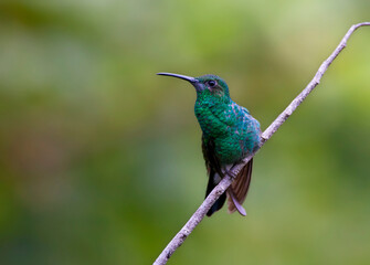Naklejka premium Buffons Pluimkolibrie, White-vented Plumeleteer, Chalybura buffonii