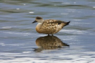 Gekuifde Eend, Crested Duck, Lophonetta specularioides